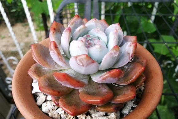 当年的贵货多肉，变成了烂大街的便宜货，暴风哭泣