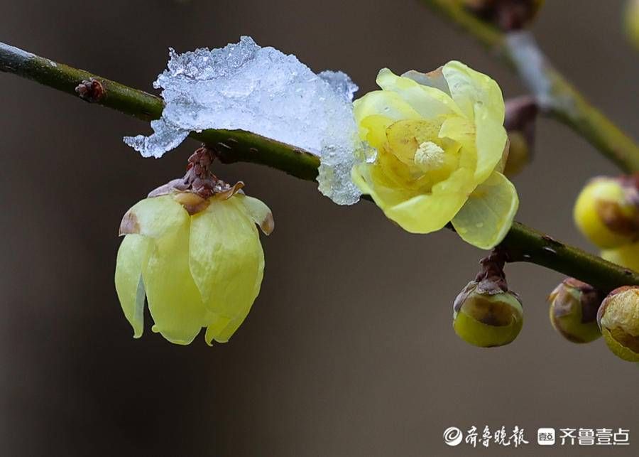 stmuthpc1800|飞雪迎春来，腊梅凌寒开