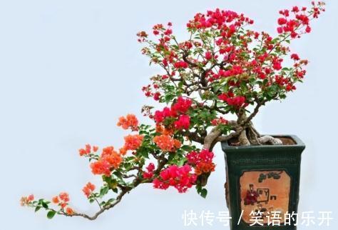 这些绿植，美丽还招财，你养了吗