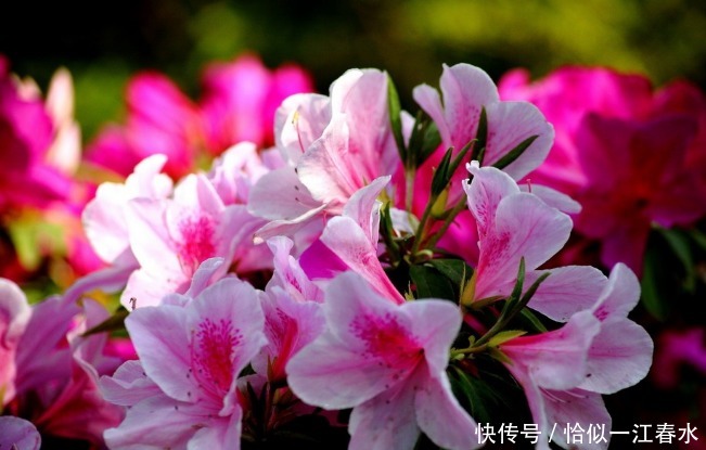 阳台|有阳台必养花,几种花很适合,花开美丽花期长,争着开花让你赏