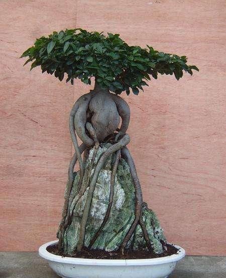 植物|用阿司匹林浇花，这个方法瞒了你多久了