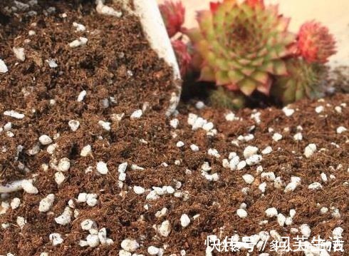 养殖|如何养好“多肉”免费教你一招“多肉”养殖技术!