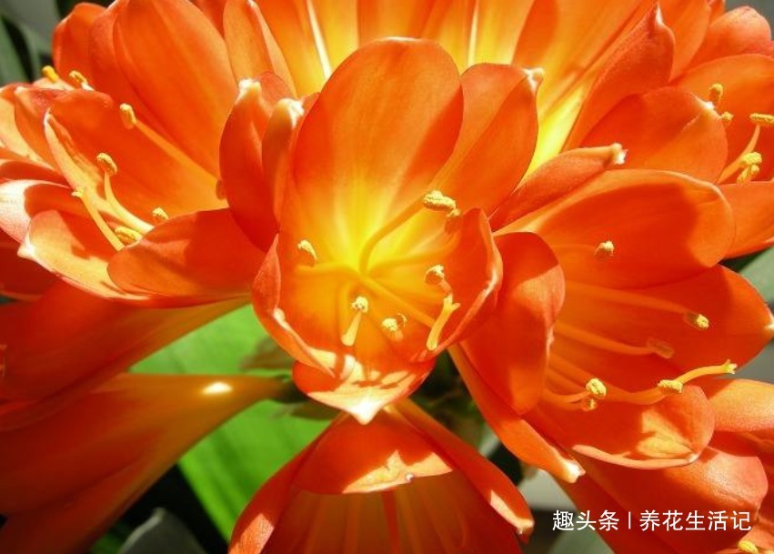 君子兰生长慢,使用点“蛋肥”,根系健壮枝叶绿,花朵绽放艳丽