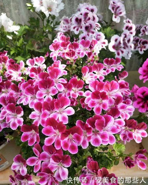 天竺葵|路上看到“三种花”,择点枝带回家,温度低易生根“繁殖”一大群