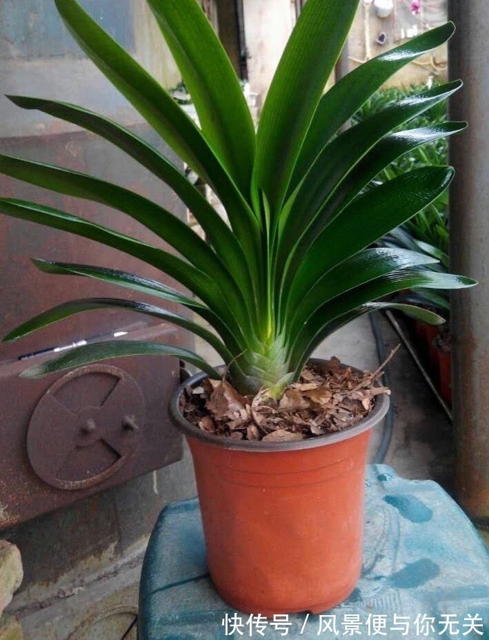 如何挑选君子兰优质君子兰有明显的“特点”，花大色艳叶片美