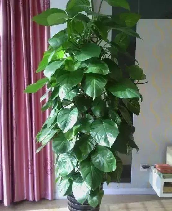 婆婆在家用绳子养绿萝，全家人都笑话，结果家里变成绿森林