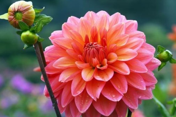 此花是世界名花之一，给人一种雍容华贵的感觉，寓意着大富大贵