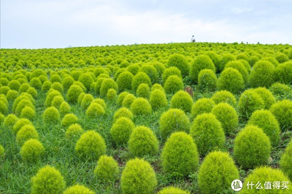 扫帚苗|炎炎夏日，这5种藏在农村路边的野菜，鲜嫩当季，遇到千万别错过