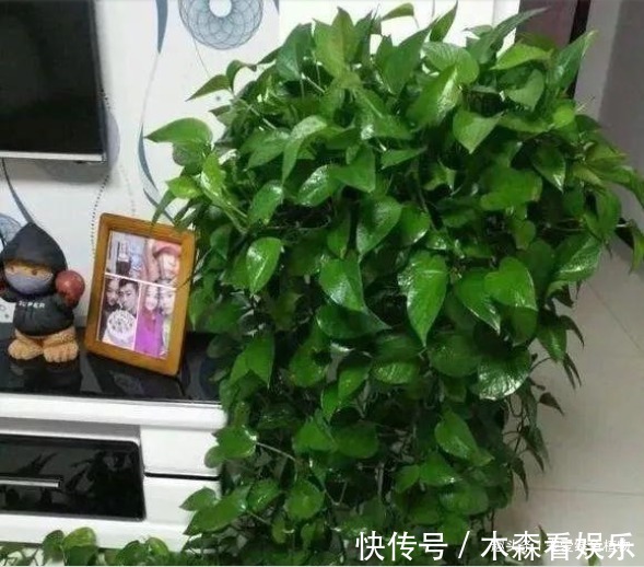 养花|绿萝最喜欢“1种水”，10天浇一回，没有黄叶、绿油油！