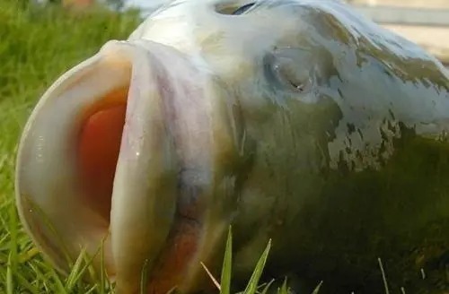 分享钓草鱼实用技巧，想要爆护不是光靠运气，钓技钓法很重要！莫忽视