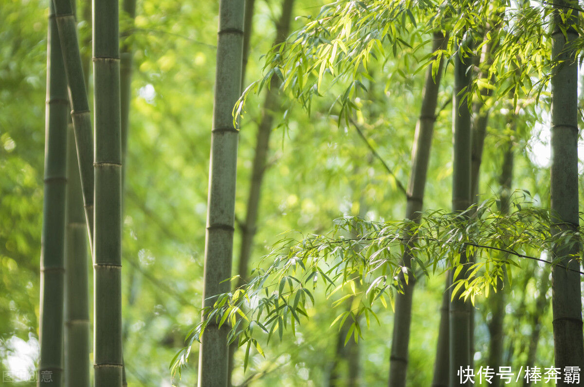  树木|农村俗语“门前不栽竹，屋后不种树”，这是为何呢？有道理吗？