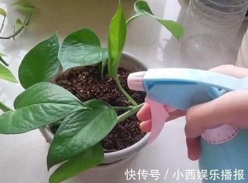 植物|卧室养7种“植物”,放一盆,空气好,睡眠好,好养漂亮长爆盆