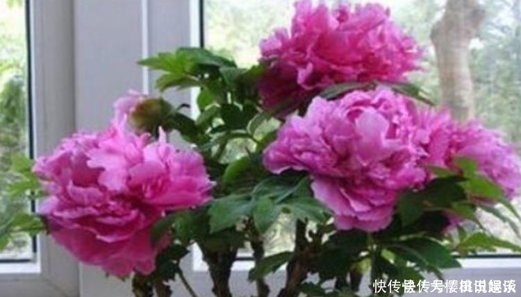 养花|喜欢家里养花，就养几种漂亮的花，花大花期长，寓意美好幸福满满
