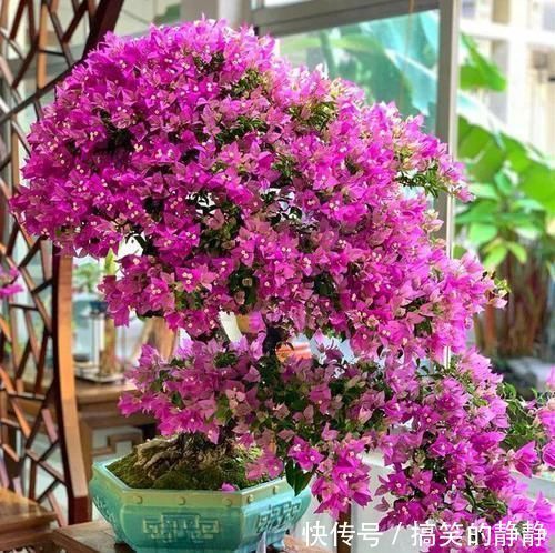 修剪|家里有这10种花,多修剪少浇水,能养成高价盆景