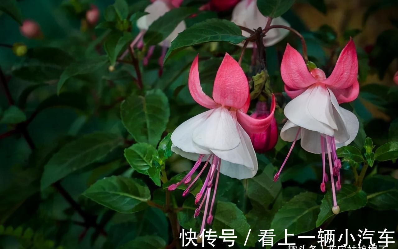花期|这6种花在阳台很好养，只要有阳光就特别旺盛，花期长颜值还很高