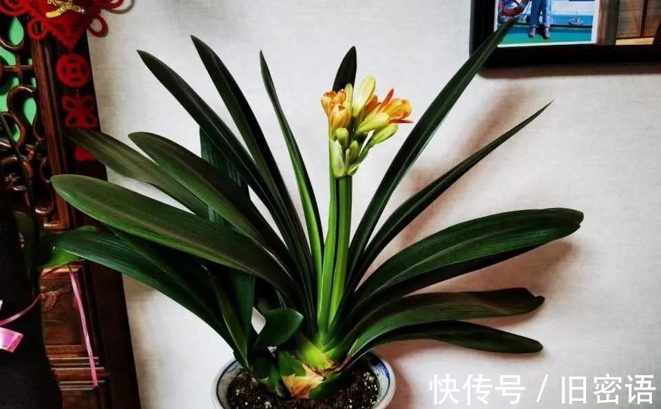 君子兰叶子不整齐,做好3步,侧看成线,正看如折扇!