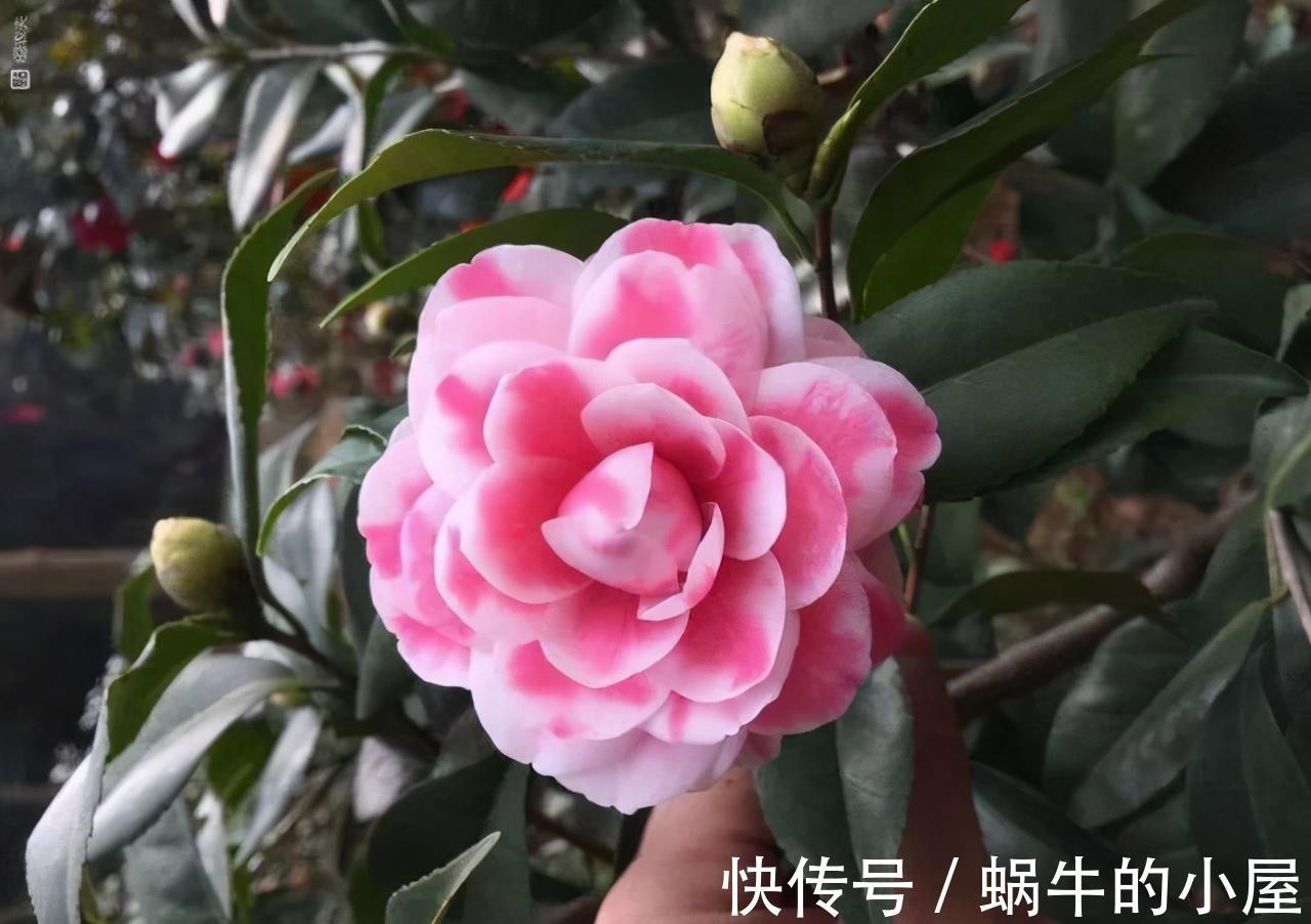 铁线莲|6种“漂亮花”,立秋后快施肥,叶片杠杠厚,花苞挤满盆