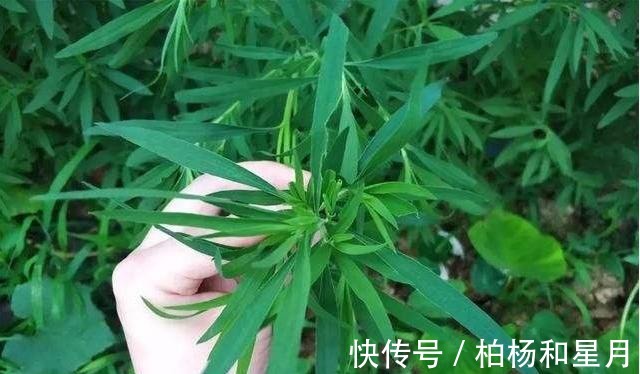 野菜|此野菜是痛风的“死对头”，越吃眼睛越明亮，老少皆宜，营养美味！