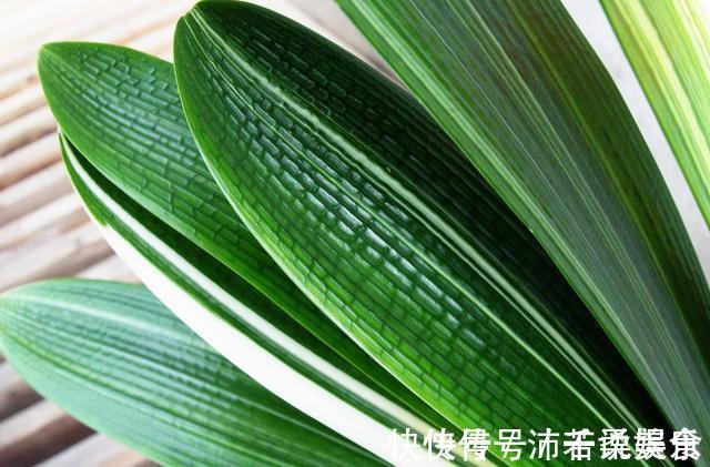 腰肥|君子兰肥到流油,长寿花开不断,原来他用了1个小方法!