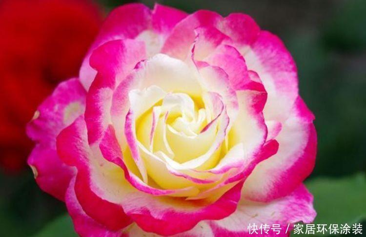 最火爆的4种花，一开就是200天，花朵优雅而美丽