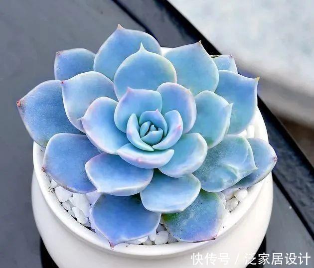 植物|8款颜值奇高的多肉植物,第4盆最好养,第5盆好多人见了就想掐