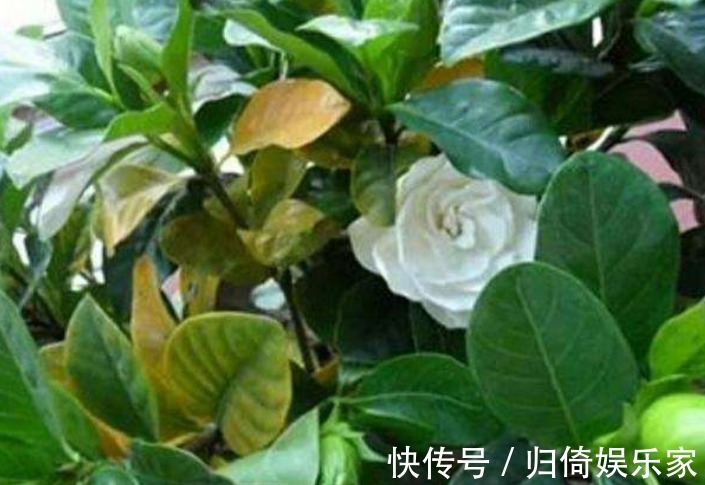 植物黄叶原因有“五点”,只要做得对,立马变油绿