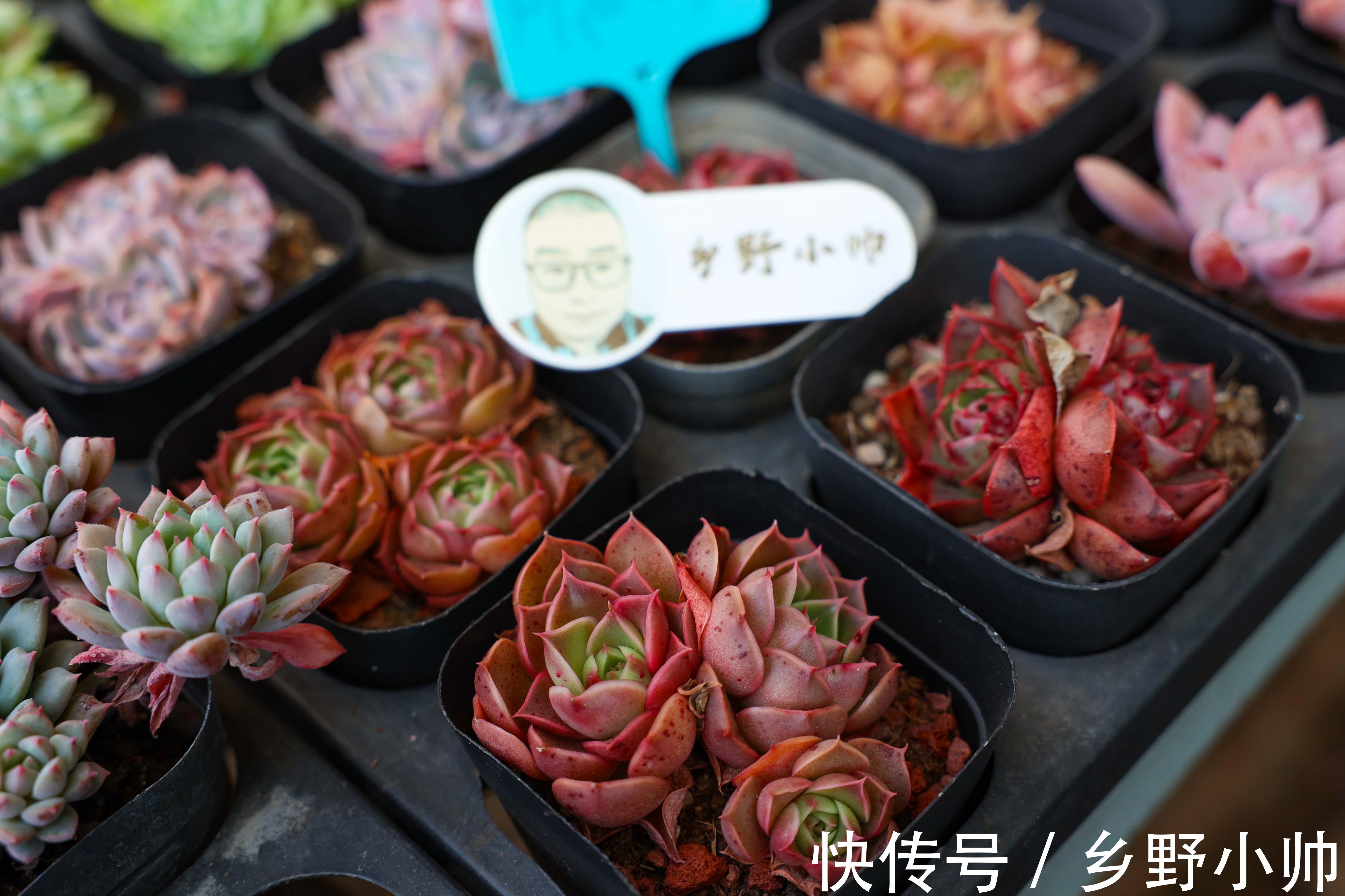 多肉界的“肉坚强”,零下十几度也不怕,冬天照样好养活