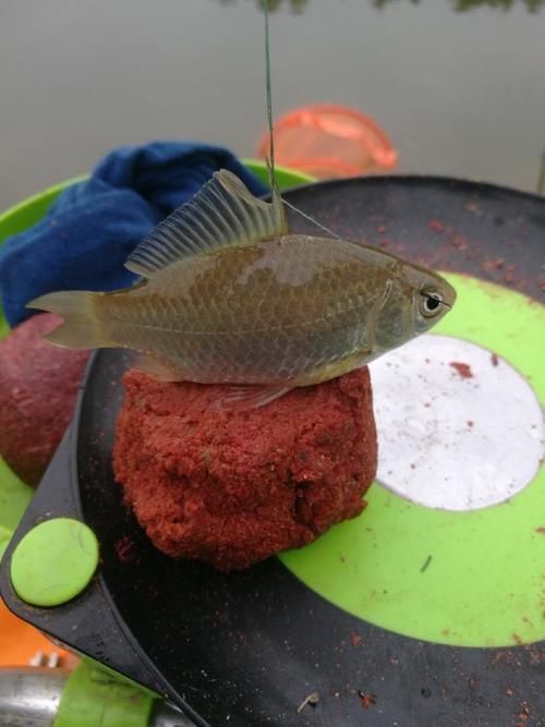 爆护|六陈水库开光新鱼护,崇尚不以爆护秀钓技