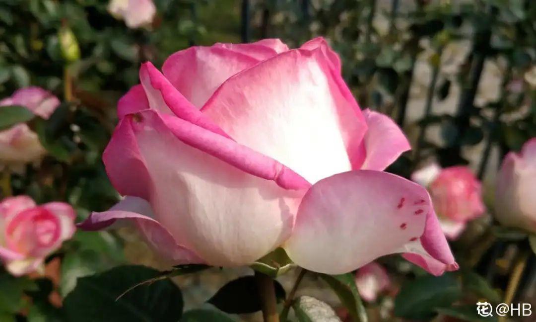 再穷也要养长寿花，寓意好、开花美，养人又养家！