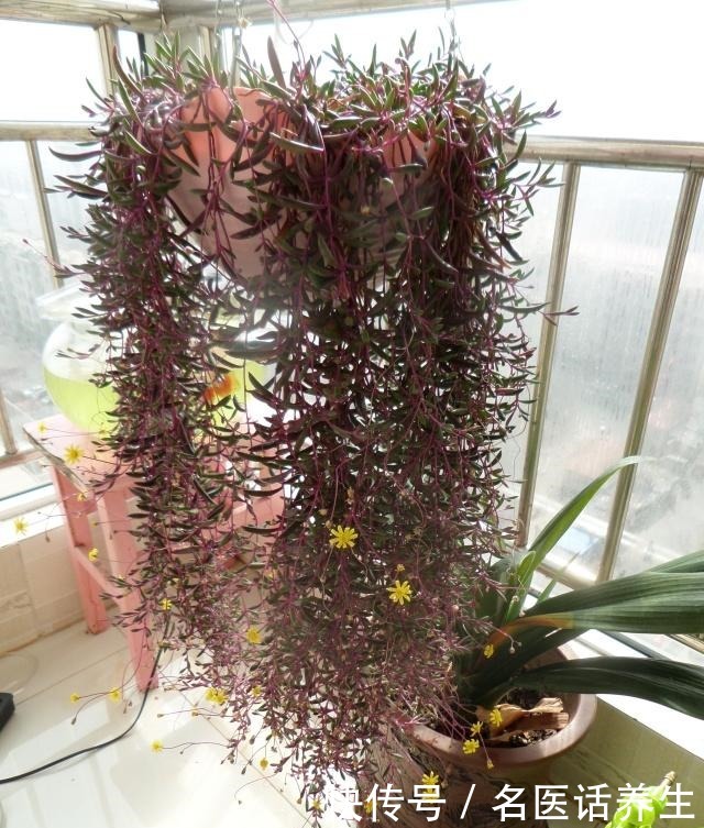 多肉植物紫玄月,好养如绿萝,爆盆后像瀑布,开花勤快,值得入手!