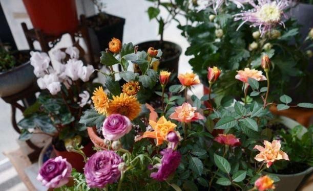 烂根的情况|室内养花怎么预防烂根?掌握5个关键,栽种花草没烦恼,远离烂根