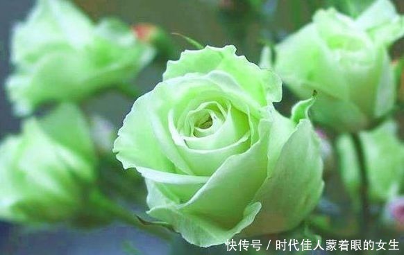 喜欢菊花 不如养盆 精品玫瑰 绿玫瑰 开花晶莹剔透 碧洁如玉 粉紫色