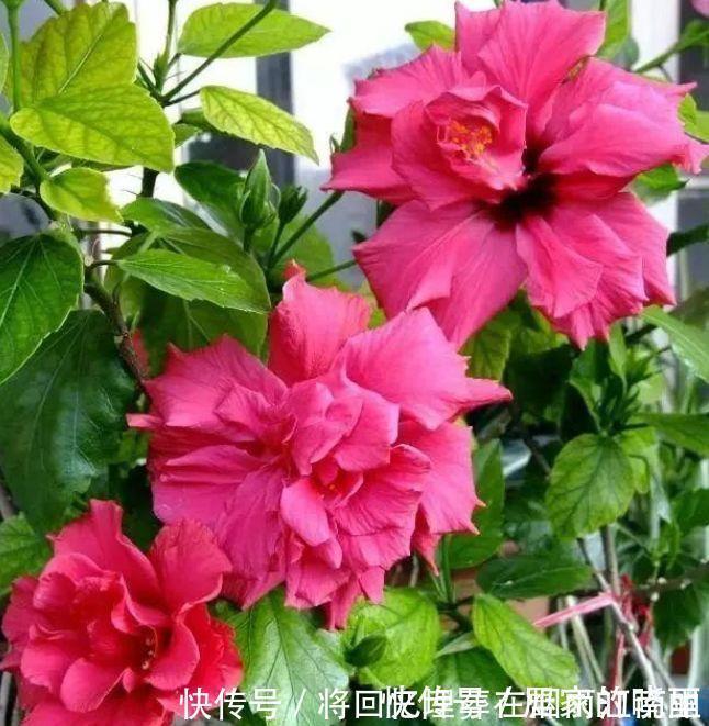 绣球花|家里要养4种花,开花吉祥又喜庆,一开就300多天!