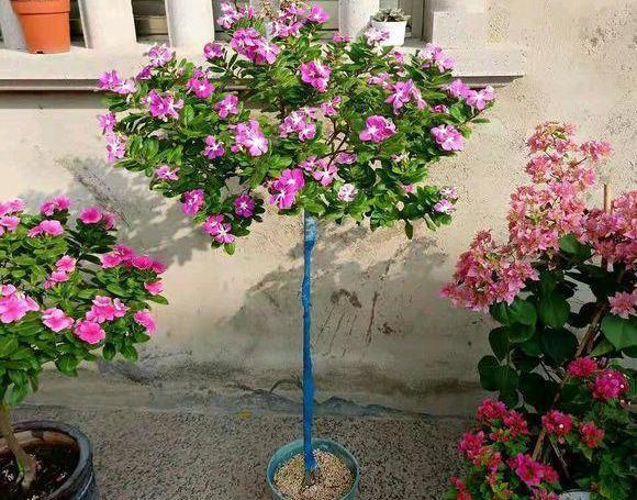 这花就叫“天天开”，咔咔一通剪，长成“小花树”，多了几十盆