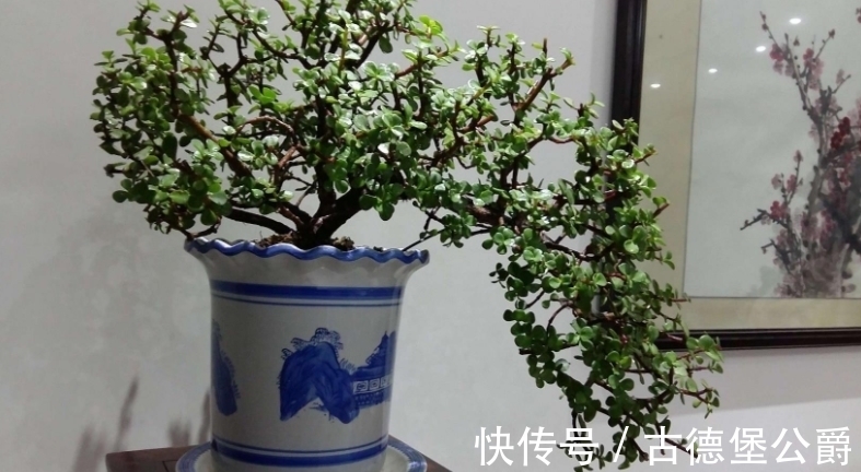 多注意这5点,金枝玉叶养成老桩,操作简单、成功率高