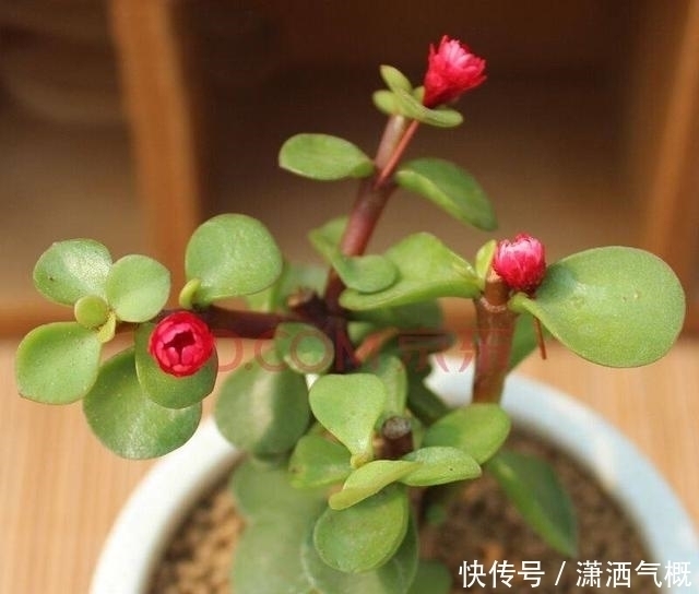 养花|养花别傻傻的“浇水”,老花匠教你一招,养什么花都可以“爆盆”