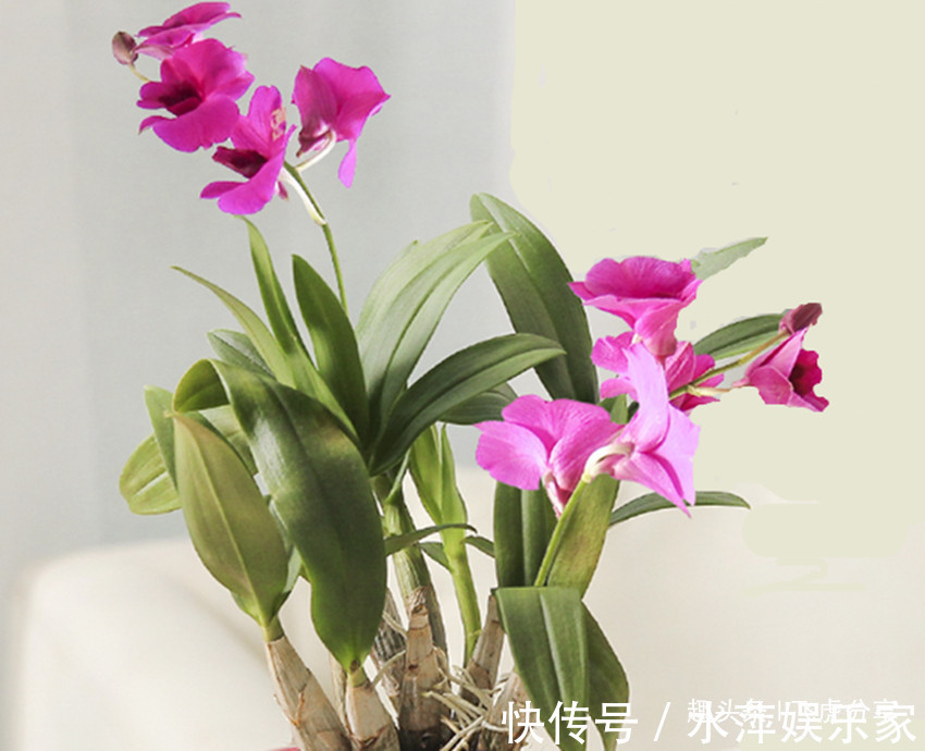 山丹|家里有老人和小孩就养五种花,老人延年益寿,小孩更健康