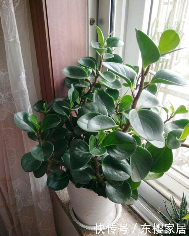 3种花,不能让它长成高个子,一长高就剪,越剪越值钱