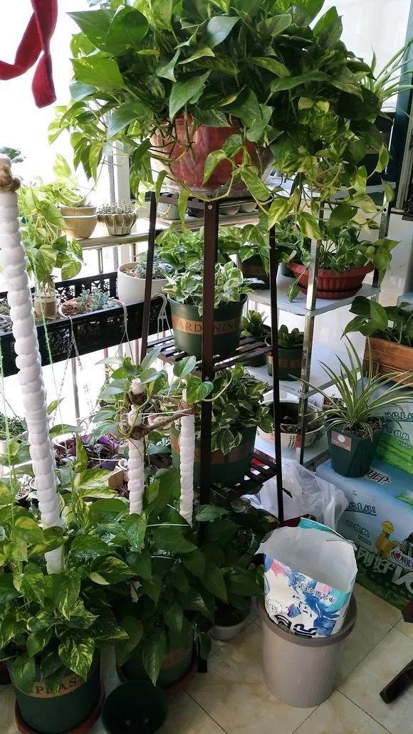 养花8个坏习惯要“戒掉”,人人犯过,至少2个!