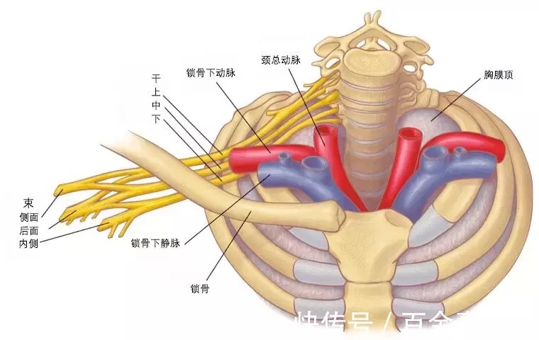 受压|手臂酸麻，不一定都是颈椎病惹的祸