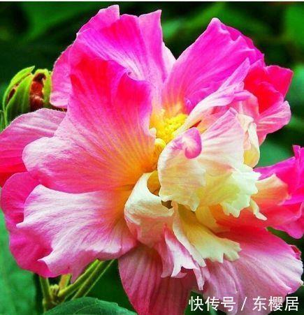 几款艳丽花卉,漂亮又好闻,开花繁花似锦,清新脱俗