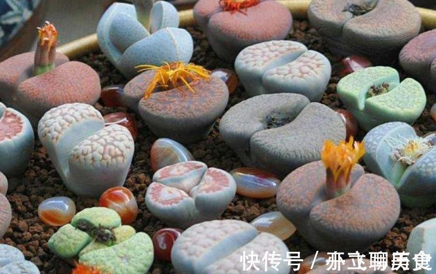 碧玉环|3款高颜值多肉,大部分人都后悔入手,图片好看,养起来很坑