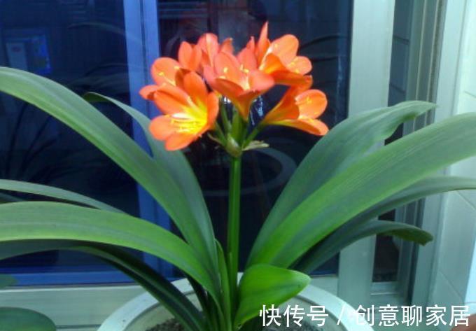 补肥|秋天养这4种花,及时喂点大补肥,新芽呼呼长,春节开爆盆