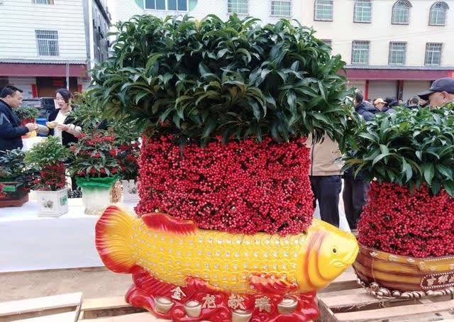 发现一种自带“贵气”的花,家里养一盆,红红火火,那叫一个喜庆