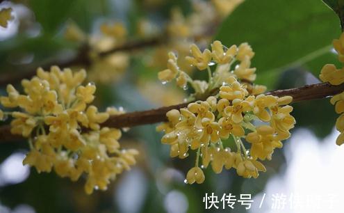 十里桂花香指的是这种桂花,最香的桂花又是哪一个