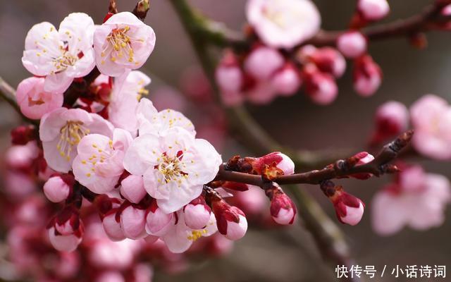 吹面不寒杨柳风|这首只有28字的小诗，意境唯美，读来犹如走进画境，诗作竟出自一位僧人之手