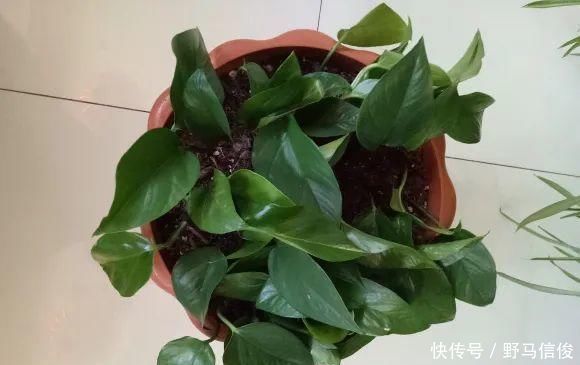 红掌|茉莉花扦插有机关,砍这一段枝条,插土里3天就活