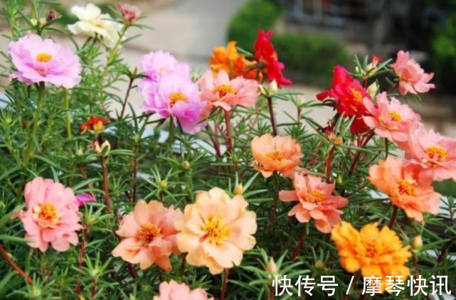 扦插|1种花“了不起”,插土里就活,7天就开花,1月就爆盆,比牡丹美