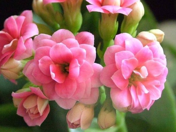 养长寿花、天竺葵的小技巧，学会了让长寿花花开爆盆！