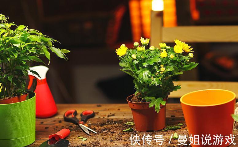 硫酸亚铁|养花总黄叶，学会1招，3天绿回来，花卉蹭蹭长